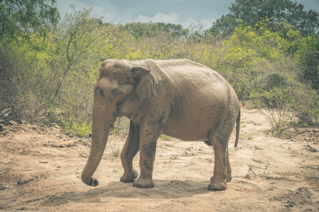 Elephant faced sideways with his trunk held down at Yala national park Sri Lanka
