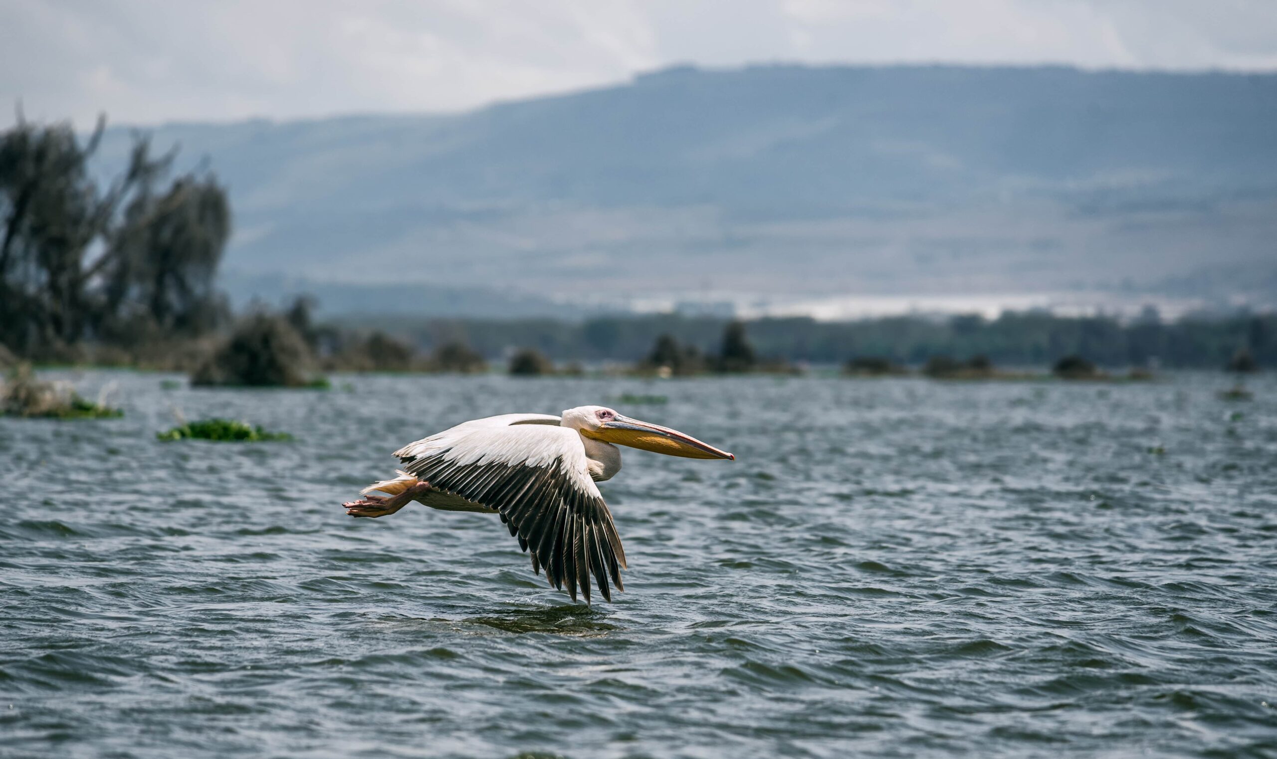 White Pelican Flying in Kenya